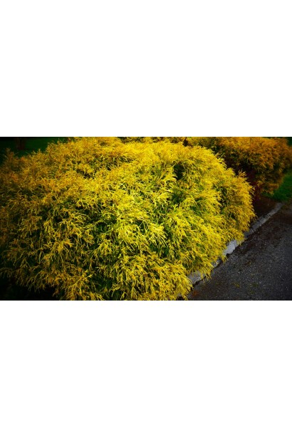 Можжевевельник средний Кинг оф Спринг